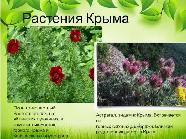 Растения Крыма Пион тонколистный. Растет в степях, на яйлинских луговинах,