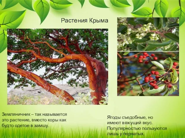 . Растения Крыма Земляничник – так называется это растение, вместо