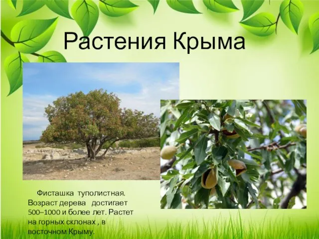 Растения Крыма Фисташка туполистная. Возраст дерева достигает 500–1000 и более