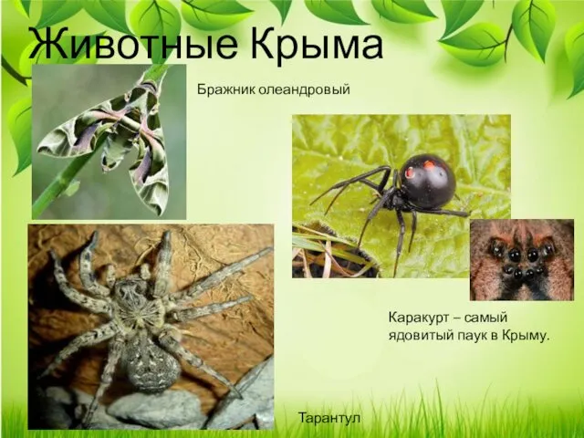 Животные Крыма Бражник олеандровый Каракурт – самый ядовитый паук в Крыму. Тарантул