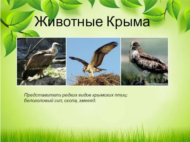 Животные Крыма Представители редких видов крымских птиц: белоголовый сип, скопа, змееяд.