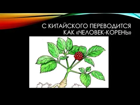 С КИТАЙСКОГО ПЕРЕВОДИТСЯ КАК «ЧЕЛОВЕК-КОРЕНЬ»