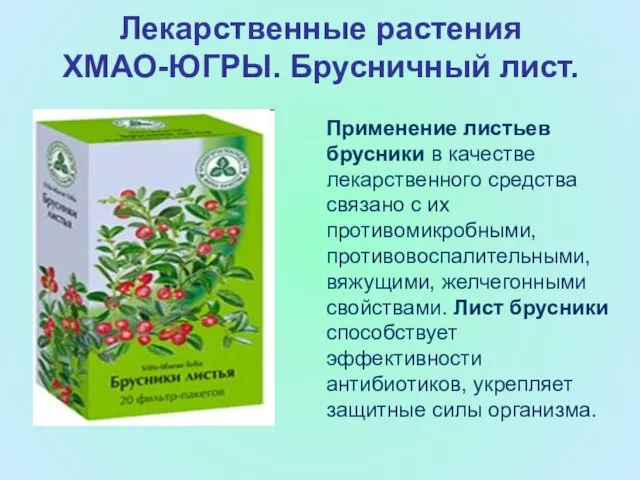 Лекарственные растения ХМАО-ЮГРЫ. Брусничный лист. Применение листьев брусники в качестве