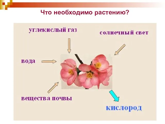 Что необходимо растению?