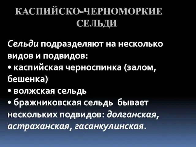 КАСПИЙСКО-ЧЕРНОМОРКИЕ СЕЛЬДИ Сельди подразделяют на несколько видов и подвидов: •