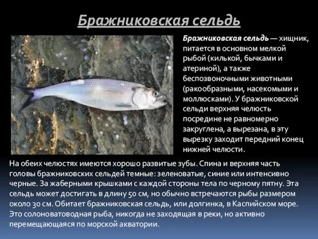 Бражниковская сельдь — хищник, питается в основном мелкой рыбой (килькой,