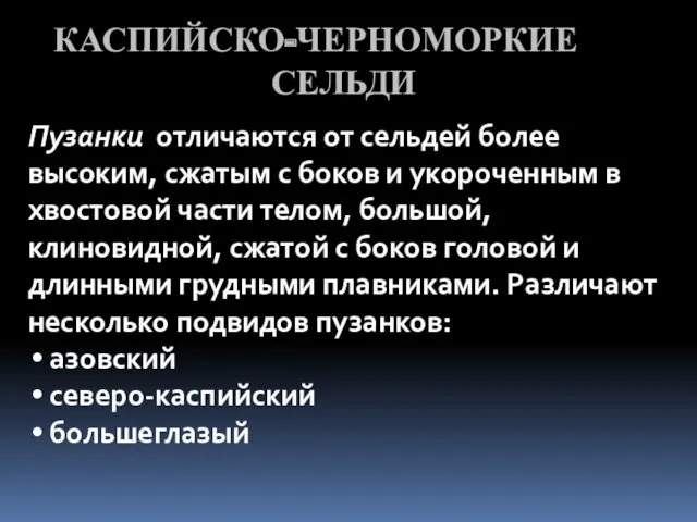 КАСПИЙСКО-ЧЕРНОМОРКИЕ СЕЛЬДИ Пузанки отличаются от сельдей более высоким, сжатым с