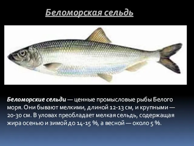 Беломорские сельди — ценные промысловые рыбы Белого моря. Они бывают