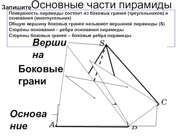 Поверхность пирамиды состоит из боковых граней (треугольников) и основания (многоугольник) Общую вершину боковых