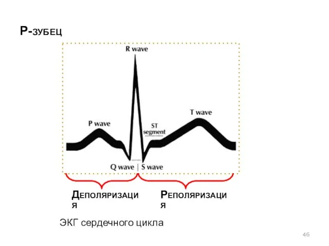 ЭКГ сердечного цикла Р-зубец Деполяризация Реполяризация