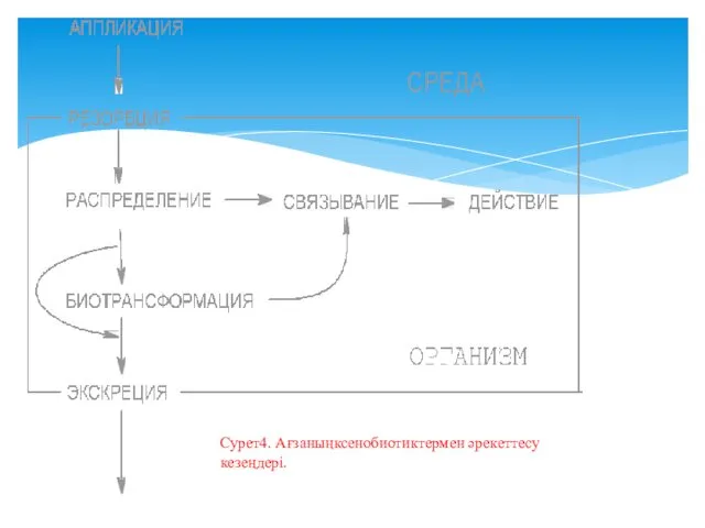 Сурет4. Ағзаныңксенобиотиктермен әрекеттесу кезеңдері.