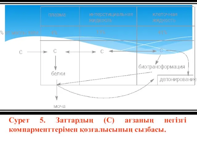 Сурет 5. Заттардың (С) ағзаның негізгі компарменттерімен қозғалысының сызбасы.