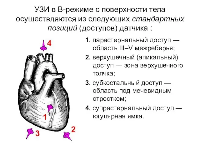 УЗИ в В-режиме с поверхности тела осуществляются из следующих стандартных