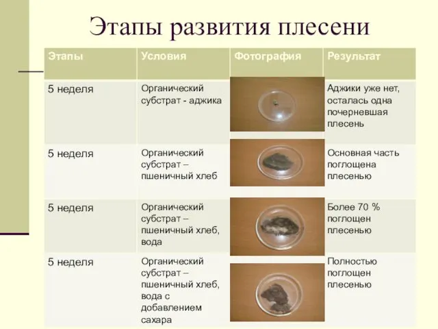 Этапы развития плесени