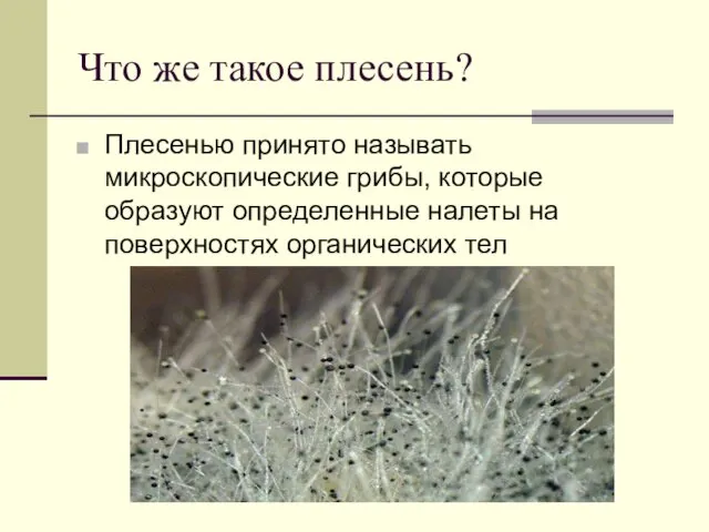 Что же такое плесень? Плесенью принято называть микроскопические грибы, которые