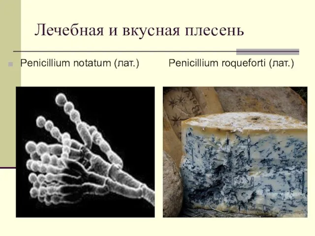 Лечебная и вкусная плесень Penicillium notatum (лат.) Penicillium roqueforti (лат.)