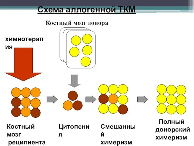 Схема аллогенной ТКМ Костный мозг реципиента химиотерапия Цитопения Смешанный химеризм Полный донорский химеризм Костный мозг донора