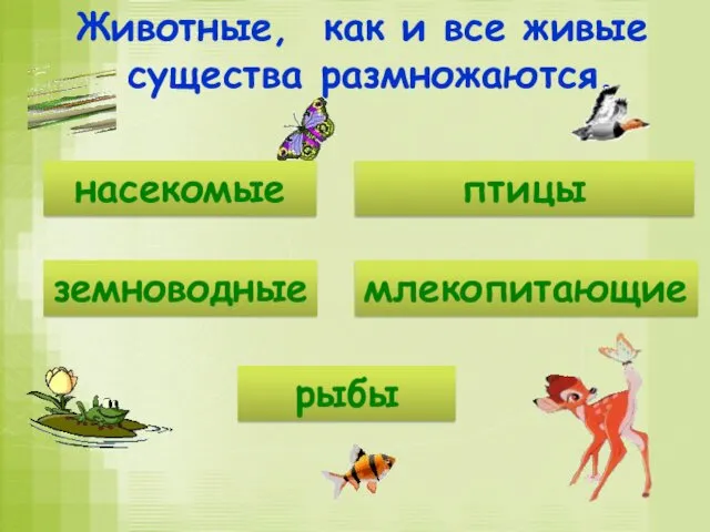 Животные, как и все живые существа размножаются. насекомые птицы земноводные млекопитающие рыбы