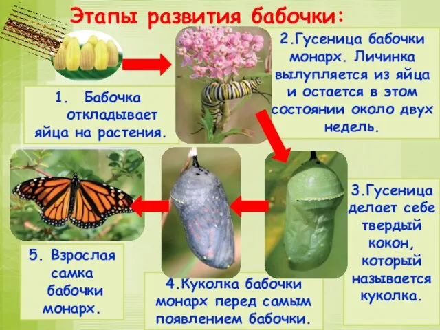 4.Куколка бабочки монарх перед самым появлением бабочки. 3.Гусеница делает себе