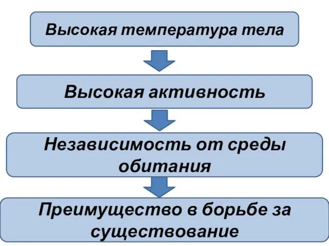 Высокая температура тела Высокая активность Независимость от среды обитания Преимущество в борьбе за существование