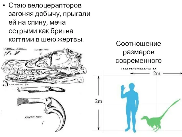 Стаю велоцерапторов загоняя добычу, прыгали ей на спину, меча острыми