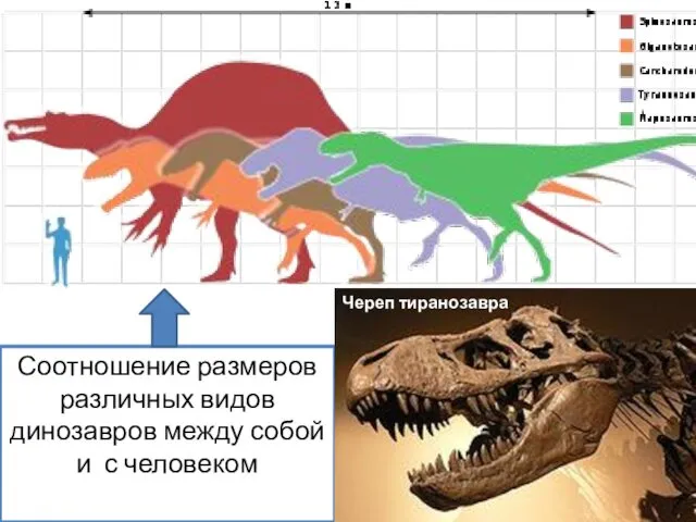 Соотношение размеров различных видов динозавров между собой и с человеком Череп тиранозавра