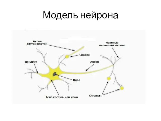 Модель нейрона