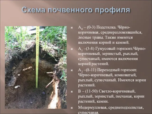 А0 – (0-3) Подстилка. Чёрно-коричневая, среднеразложившийся, лесные травы. Также имеются