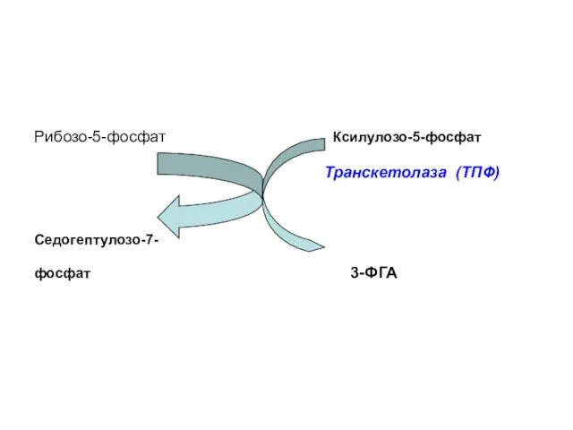 Рибозо-5-фосфат Ксилулозо-5-фосфат Транскетолаза (ТПФ) Седогептулозо-7- фосфат 3-ФГА