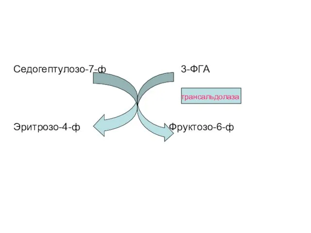 Седогептулозо-7-ф 3-ФГА Эритрозо-4-ф Фруктозо-6-ф трансальдолаза