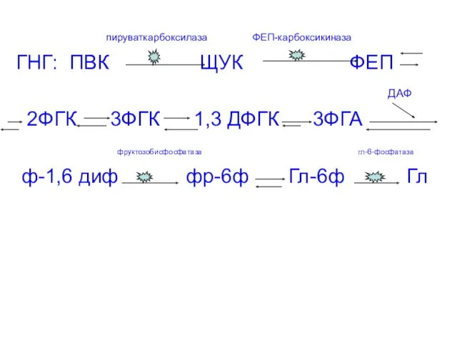 пируваткарбоксилаза ФЕП-карбоксикиназа ГНГ: ПВК ЩУК ФЕП ДАФ 2ФГК 3ФГК 1,3