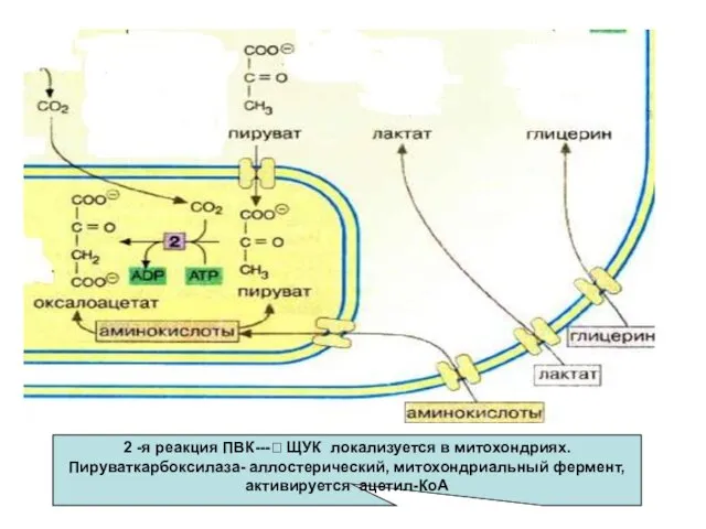 2 -я реакция ПВК---? ЩУК локализуется в митохондриях. Пируваткарбоксилаза- аллостерический, митохондриальный фермент,активируется ацетил-КоА