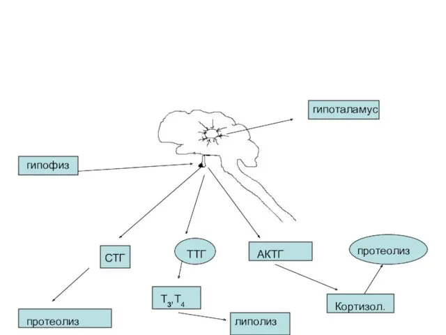 гипоталамус гипофиз СТГ ТТГ АКТГ протеолиз Т3,Т4 липолиз Кортизол. протеолиз