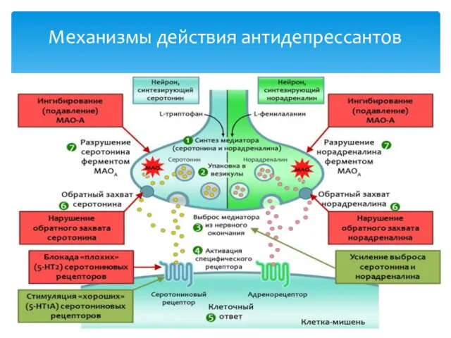 Механизмы действия антидепрессантов