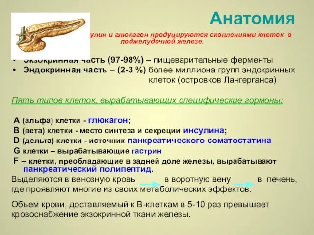 Анатомия Инсулин и глюкагон продуцируются скоплениями клеток в поджелудочной железе. Экзокринная часть (97-98%)