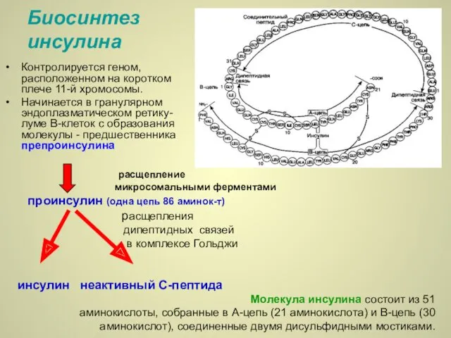 Биосинтез инсулина Контролируется геном, расположенном на коротком плече 11-й хромосомы. Начинается в гранулярном