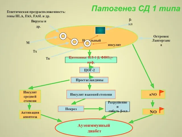 Патогенез СД 1 типа Генетическая предрасположенность: гены HLA, FAS, FASL и др. Начальный