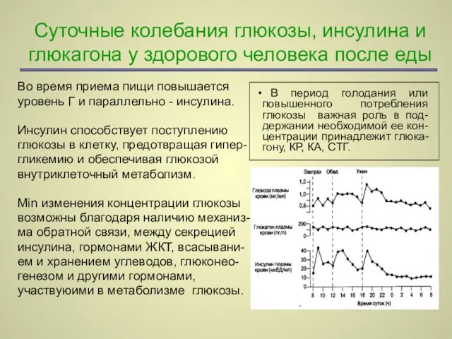 Суточные колебания глюкозы, инсулина и глюкагона у здорового человека после еды Во время