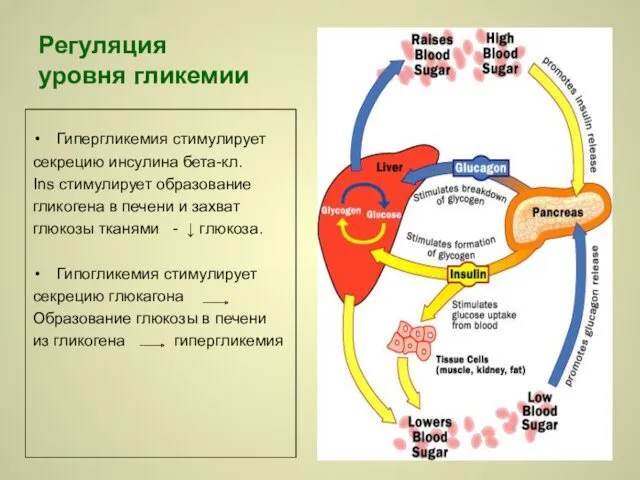 Регуляция уровня гликемии Гипергликемия стимулирует секрецию инсулина бета-кл. Ins стимулирует образование гликогена в