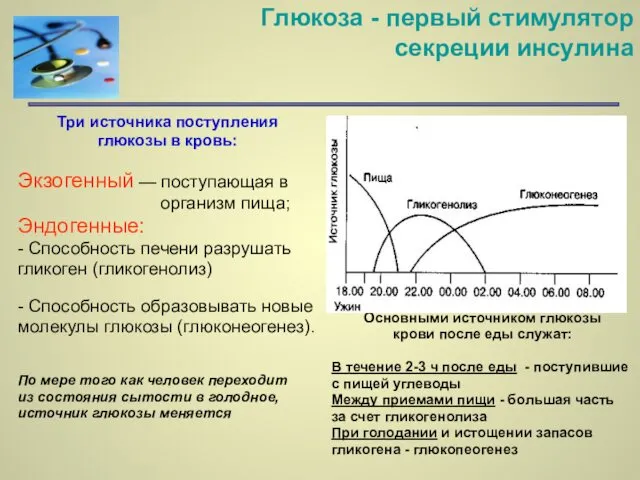 Глюкоза - первый стимулятор секреции инсулина Три источника поступления глюкозы в кровь: Экзогенный