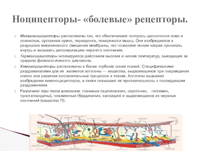 Механоноцицепторы расположены так, что обеспечивают контроль целостности кожи и слизистых,