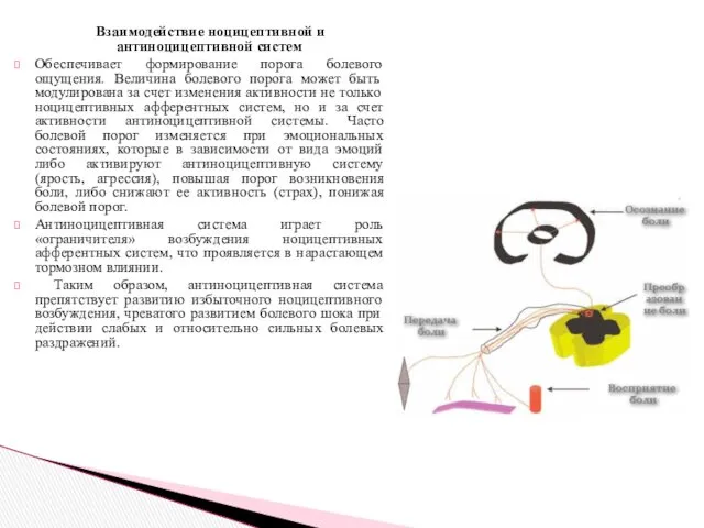 Взаимодействие ноцицептивной и антиноцицептивной систем Обеспечивает формирование порога болевого ощущения.