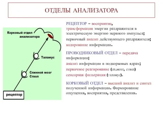 ОТДЕЛЫ АНАЛИЗАТОРА РЕЦЕПТОР – восприятие, трансформация энергии раздражителя в электрическую энергию нервного импульса;