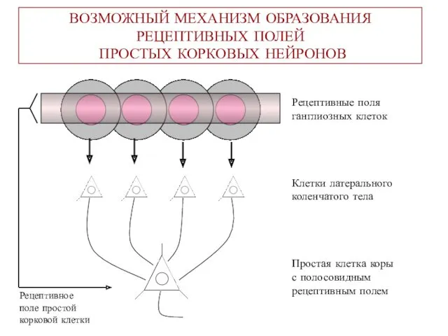 ВОЗМОЖНЫЙ МЕХАНИЗМ ОБРАЗОВАНИЯ РЕЦЕПТИВНЫХ ПОЛЕЙ ПРОСТЫХ КОРКОВЫХ НЕЙРОНОВ Рецептивные поля