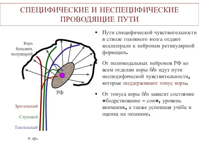 СПЕЦИФИЧЕСКИЕ И НЕСПЕЦИФИЧЕСКИЕ ПРОВОДЯЩИЕ ПУТИ Пути специфической чувствительности в стволе головного мозга отдают