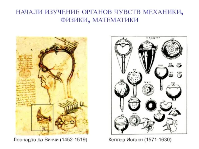НАЧАЛИ ИЗУЧЕНИЕ ОРГАНОВ ЧУВСТВ МЕХАНИКИ, ФИЗИКИ, МАТЕМАТИКИ Леонардо да Винчи (1452-1519) Кеплер Иоганн (1571-1630)