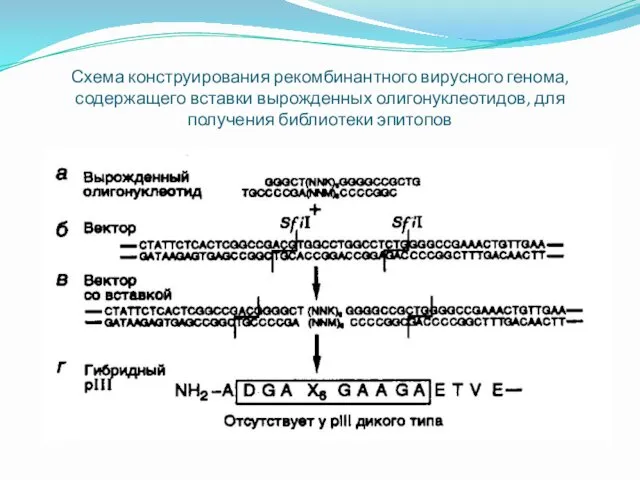 Схема конструирования рекомбинантного вирусного генома, содержащего вставки вырожденных олигонуклеотидов, для получения библиотеки эпитопов