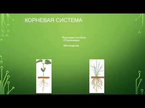 КОРНЕВАЯ СИСТЕМА Корневая система Стержневая Мочковатая