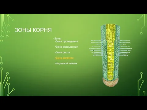 ЗОНЫ КОРНЯ Зоны Зона проведения Зона всасывания Зона роста Зона деления Корневой чехлик