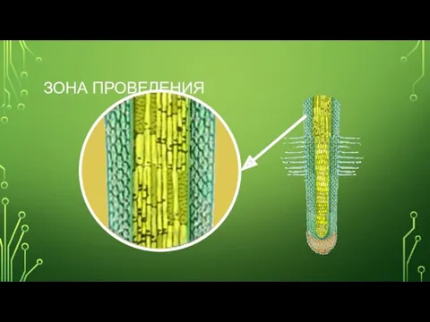 ЗОНА ПРОВЕДЕНИЯ